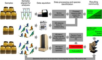 Comparison of Rapid Biodiversity Assessment of Meiobenthos Using MALDI-TOF MS and Metabarcoding